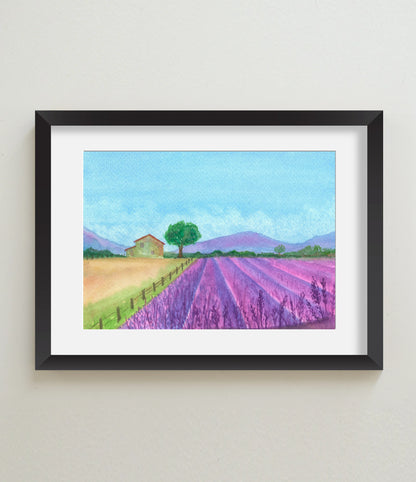 Lavender Fields