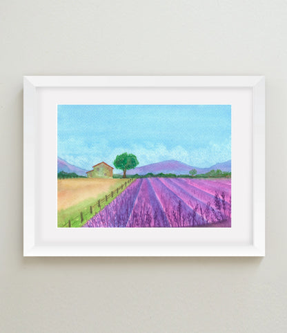 Lavender Fields